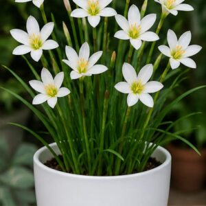 Rain Lily