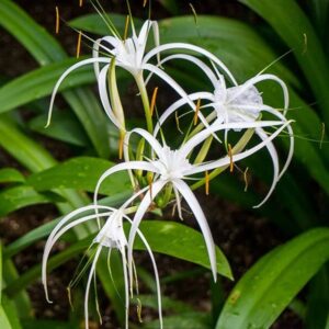 Spider Lily Mixed Bulb