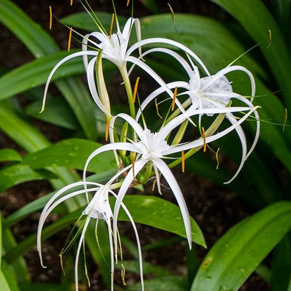 Spider Lily Mixed Bulb